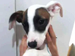 Cachorro raça SRD idade 2 a 6 meses nome Sem nome