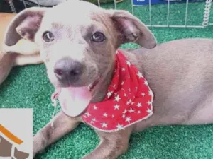 Cachorro raça SRD idade 2 a 6 meses nome Ozy