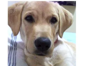 Cachorro raça Labrador  idade 7 a 11 meses nome Théo