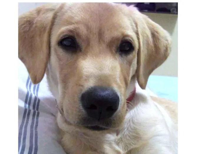 Cachorro raça Labrador  idade 7 a 11 meses nome Théo