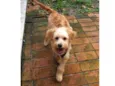 Benji 