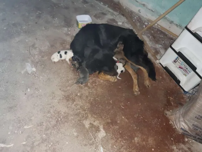 Cachorro ra a Vira lata idade 4 anos nome Pretinha