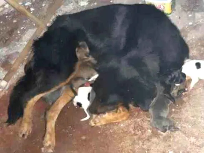 Cachorro ra a Vira lata idade 4 anos nome Pretinha