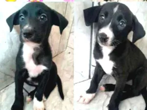Cachorro raça Vira lata idade Abaixo de 2 meses nome Princesas