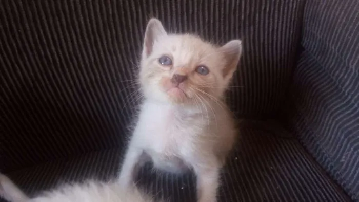 Gato raça Srd idade Abaixo de 2 meses nome Sem nome