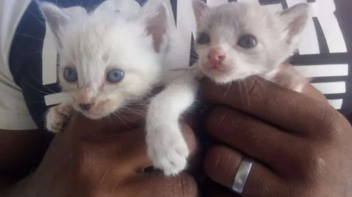 Gato raça Srd idade Abaixo de 2 meses nome Sem nome