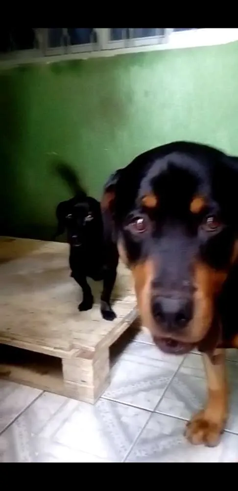Cachorro ra a Rotweiler e SRD idade 4 anos nome Tata e Bella