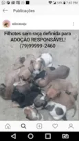 Filhotes