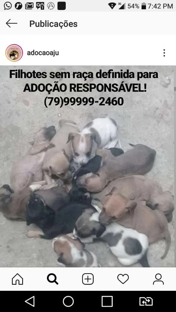 Cachorro raça Srd idade Abaixo de 2 meses nome Filhotes