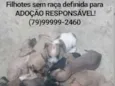 Filhotes