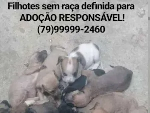 Cachorro raça Srd idade Abaixo de 2 meses nome Filhotes