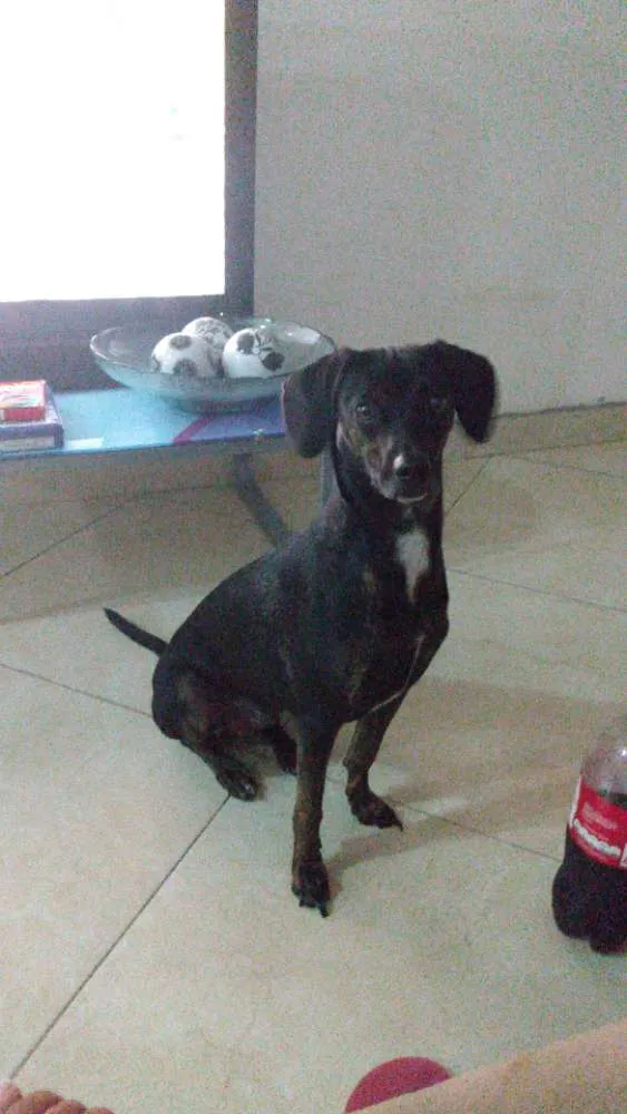 Cachorro ra a Vira lata  idade 1 ano nome Nina