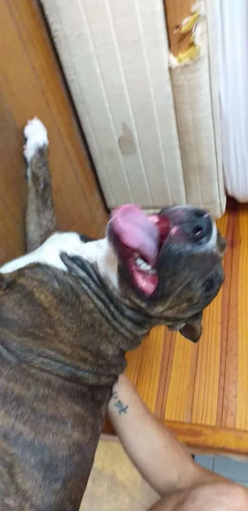 Cachorro ra a Mistura pitbull idade 2 anos nome Não tem
