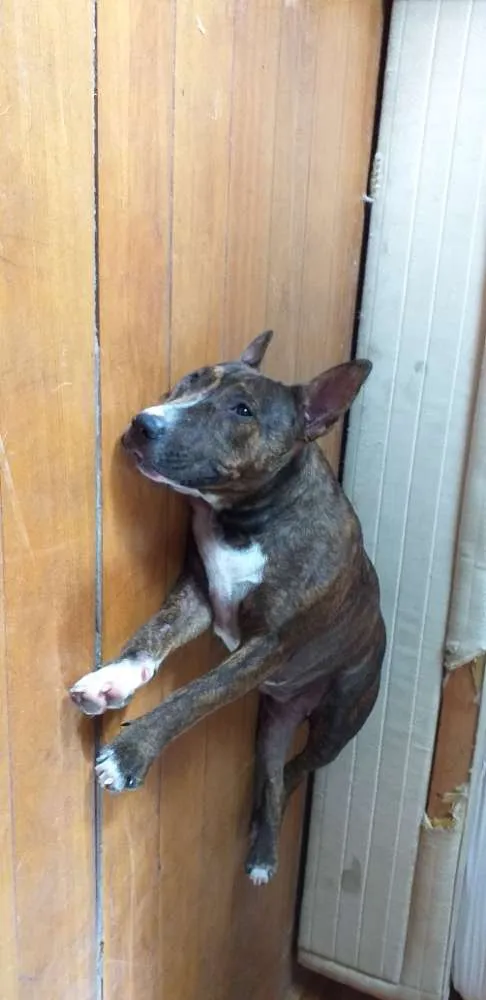 Cachorro ra a Mistura pitbull idade 2 anos nome Não tem