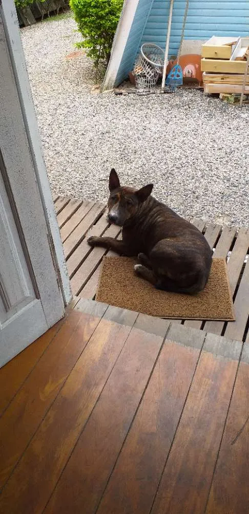 Cachorro ra a Mistura pitbull idade 2 anos nome Não tem