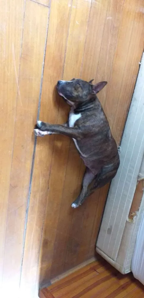 Cachorro ra a Mistura pitbull idade 2 anos nome Não tem
