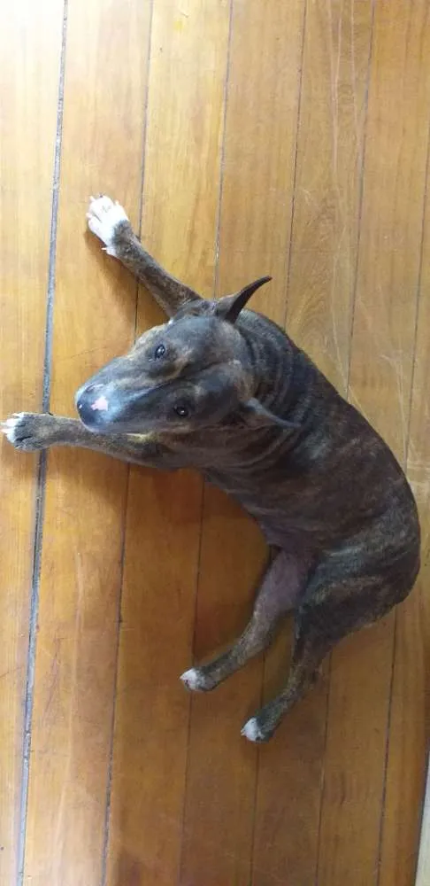 Cachorro ra a Mistura pitbull idade 2 anos nome Não tem