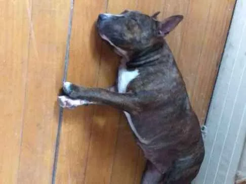 Cachorro ra a Mistura pitbull idade 2 anos nome Não tem