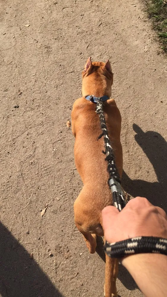 Cachorro ra a Pitbull idade 1 ano nome Nique