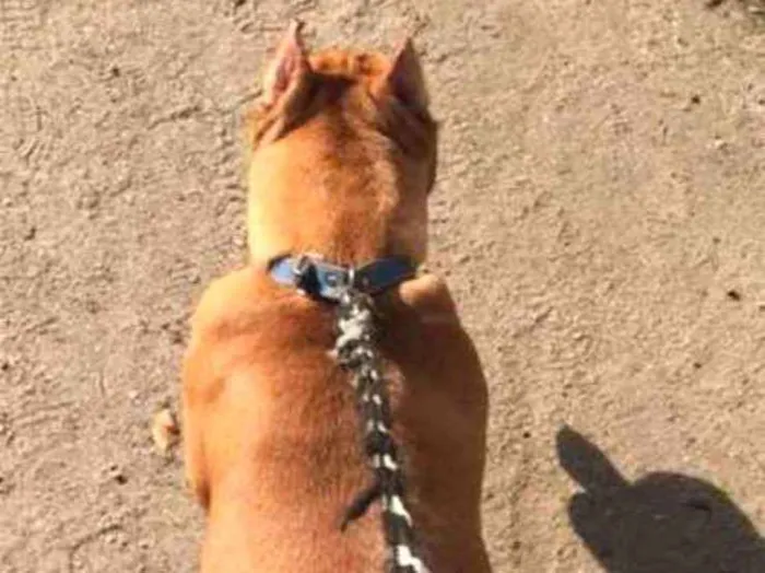 Cachorro ra a Pitbull idade 1 ano nome Nique