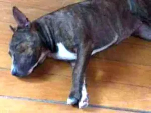 Cachorro raça Mistura pitbull idade 2 anos nome Não tem