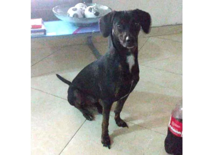 Cachorro ra a Vira lata  idade 1 ano nome Nina