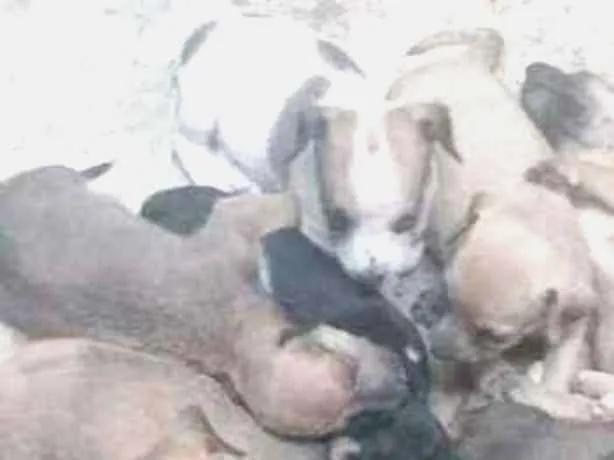 Cachorro raça Srd idade Abaixo de 2 meses nome Filhotes