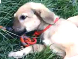 Cachorro raça  idade 2 a 6 meses nome Scooby