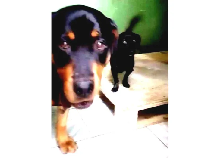 Cachorro ra a Rotweiler e SRD idade 4 anos nome Tata e Bella