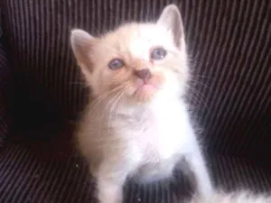 Gato raça Srd idade Abaixo de 2 meses nome Sem nome