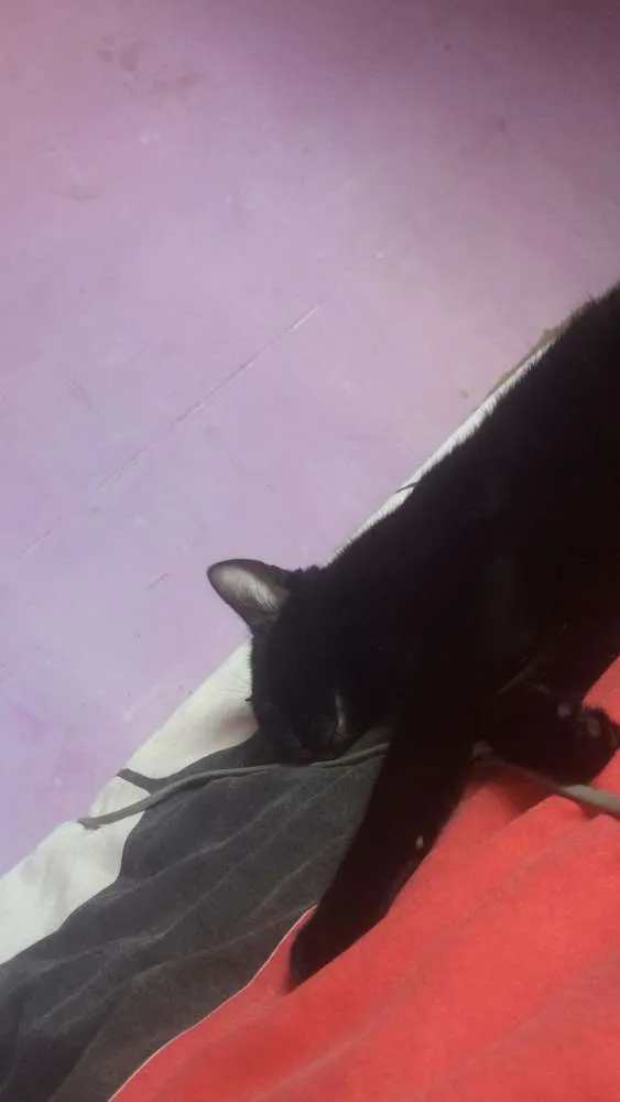 Gato ra a Indefinida idade 1 ano nome Nega