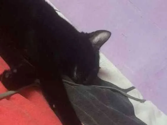 Gato ra a Indefinida idade 1 ano nome Nega