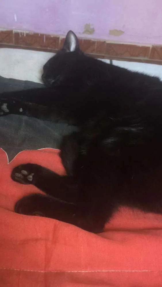 Gato ra a Indefinida idade 1 ano nome Nega
