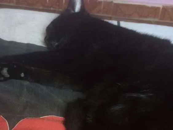 Gato ra a Indefinida idade 1 ano nome Nega
