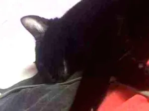 Gato raça Indefinida idade 1 ano nome Nega