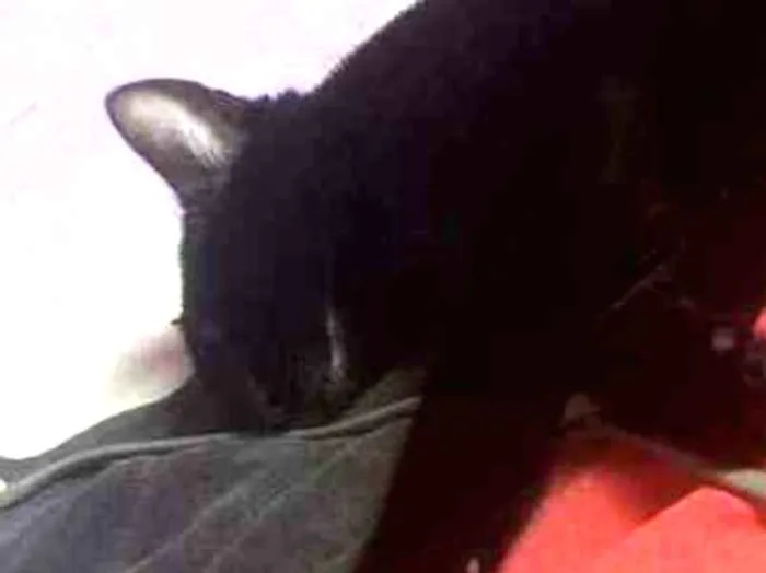 Gato ra a Indefinida idade 1 ano nome Nega