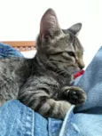 Gatinha