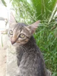 Gatinha