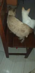 Danação.
