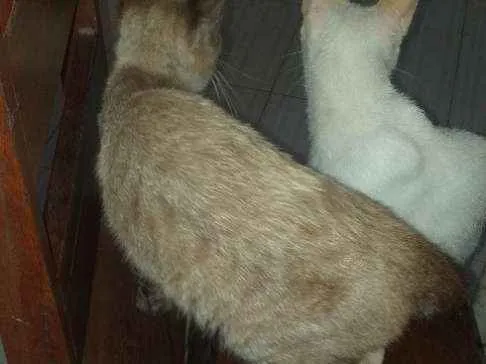 Gato raça  idade 1 ano nome Danação.