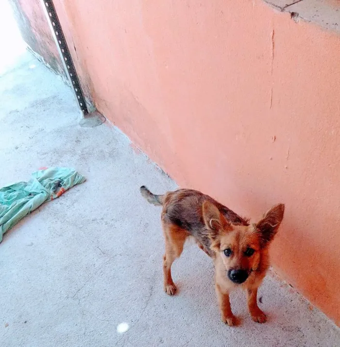 Cachorro ra a Border Colie (Mista) idade 2 a 6 meses nome Amora