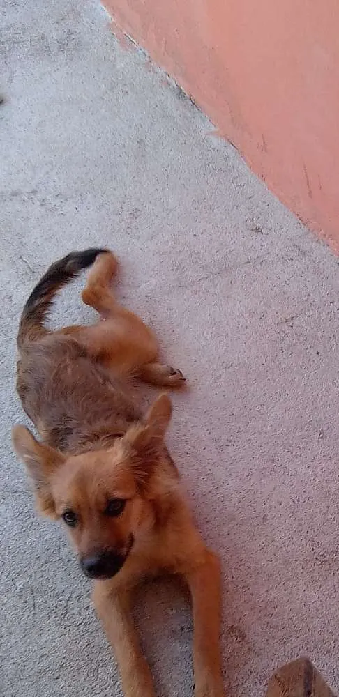 Cachorro ra a Border Colie (Mista) idade 2 a 6 meses nome Amora