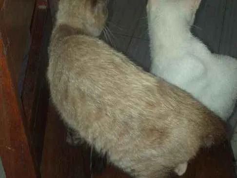 Gato raça  idade 1 ano nome Danação.