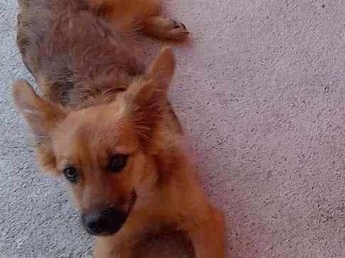 Cachorro ra a Border Colie (Mista) idade 2 a 6 meses nome Amora