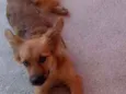 Amora