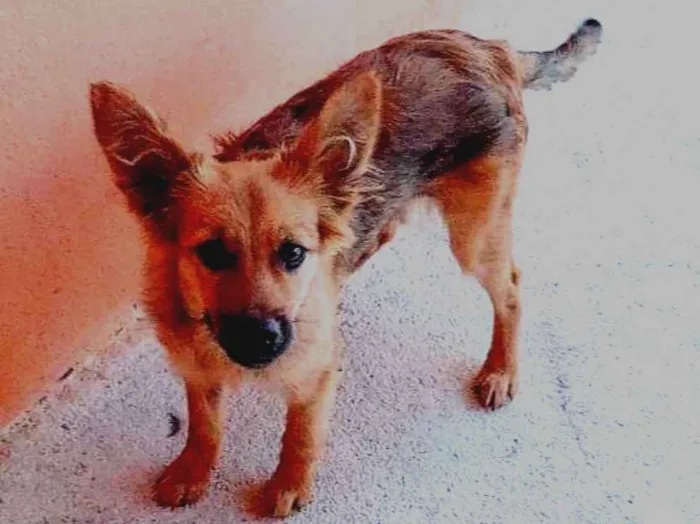 Cachorro ra a Border Colie (Mista) idade 2 a 6 meses nome Amora