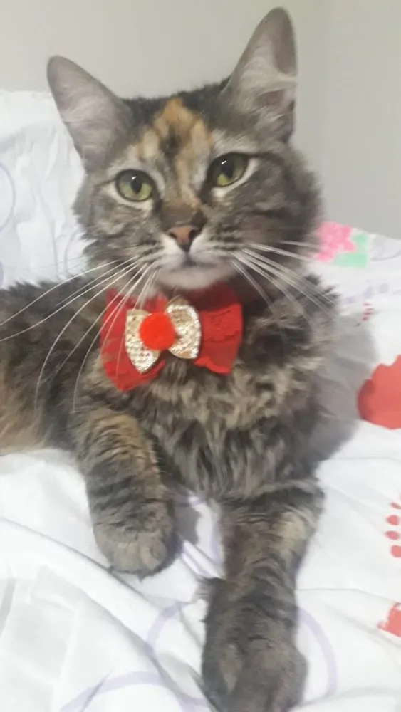 Gato ra a SRD  idade 1 ano nome NALA 