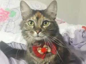 Gato raça SRD  idade 1 ano nome NALA 