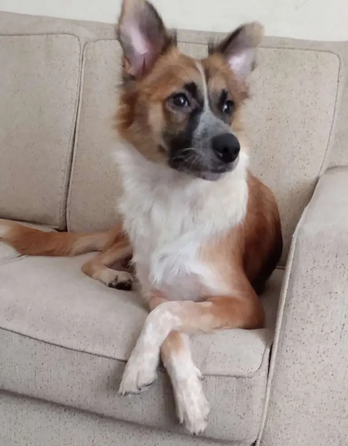 Cachorro ra a Srd idade 2 anos nome Meg e Marley