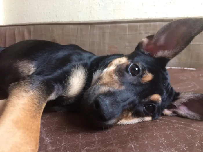 Cachorro ra a Vira lata  idade 1 ano nome Belinha